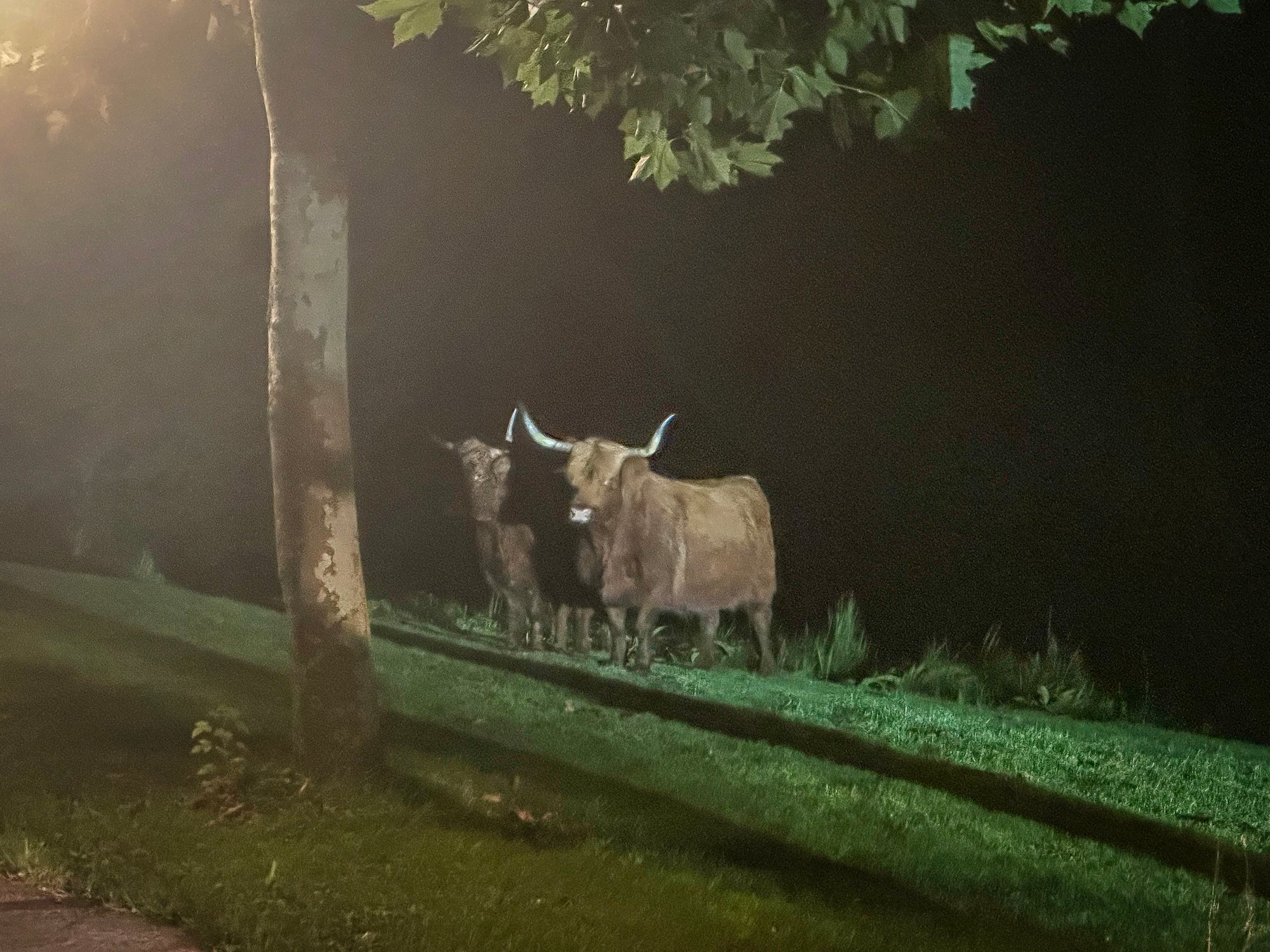 Schotse hooglanders slaan op de vlucht voor politie in Dordrecht