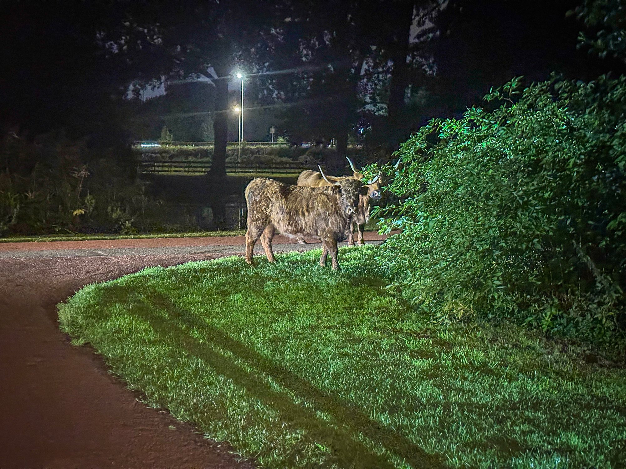 Schotse hooglanders slaan op de vlucht voor politie in Dordrecht