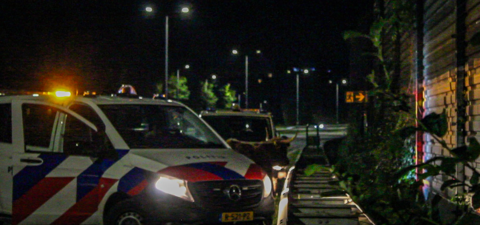 Schotse hooglanders slaan op de vlucht voor politie in Dordrecht